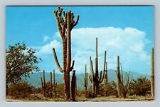 Desert Giant Saquaro Cactus, Desert Vintage Postcard picture