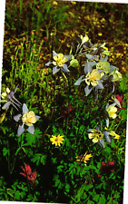 Postcard The Mountain Columbine Colorado's State Flower picture