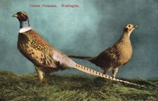 Vtg Postcard Chinese Pheasants in Washington Unposted picture