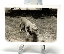 Korean Wartime Era Photo Light Haired Dog picture