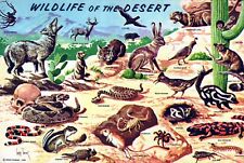 Wildlife In Southwestern Desert 4x6 Postcard picture