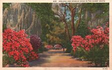Postcard Azaleas & Spanish Moss in Sunny South 1934 Linen Vintage PC e9956 picture