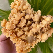 2.64LB Natural Yellow coral reef Cluster Ocean Mineral Crystal Specimen picture