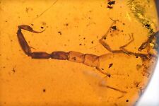 Rare Partial Scorpion, Fossil Inclusion in Dominican Amber picture