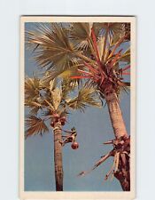 Postcard A Tapper on a Palm Tree in Southern India picture