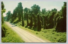 Postcard Kudzu (Oriental Legume) along the highway, Mississippi picture