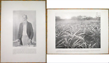 1898 Large HAWAIIAN Photos~ President SANFORD B. DOLE ~Pineapples/Birds ~HAWAII picture