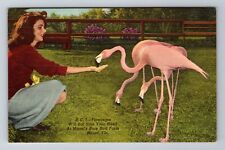 Miami FL-Florida, Feeding a Flamingo, Rare Bird Farm, Vintage Souvenir Postcard picture