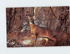 Postcard White Tail Buck picture