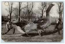 c1909 W.H. Martin Exaggerated Taking Geese To Market RPPC Photo Postcard picture