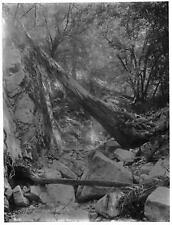 Spring in the forest on Mount Lowe Altatena California Old Photo picture