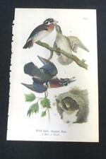 Wood Summer Duck Vintage 1890 Chromolithograph Color Bird Print Antique Plate 4 picture
