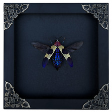 Real Beetle Insects Framed Oddities And Curiosities Taxadermy Taxadermy Gothic picture