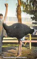 South Pasadena California 1910 Postcard Edward The VII Cawston Ostrich Farm picture