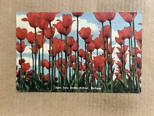 Postcard Holland MI Michigan Nelis Tulip Farm Red Flowers Vintage PC picture