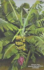 Vintage Florida Linen Postcard Citrus Fruit Banana Tree Showing Bud and Fruit picture