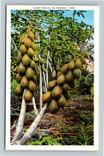 FL-Florida, Giant Papaya In Florida, Vintage Postcard picture