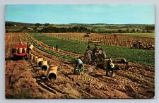 Aroostook County, Maine Harvesting Potatoes In Maine Postcard 1961 picture