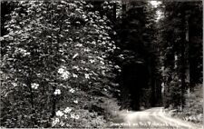 Vintage RPPC Postcard Dogwood Trees in Bloom CA California Redwood Highway  X399 picture
