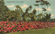 Postcard FL A Gorgeous Poinsettia Hedge Florida Linen Vintage PC e3365 picture