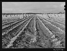 Greenwood County,Kansas,KS,Farm Security Administration,John Vachon,1940,FSA picture
