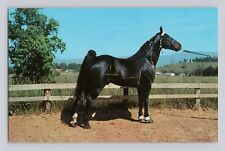 Champion Tennessee Walking Horse VINTAGE POSTCARD 1369 picture