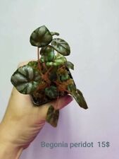 Terrarium Plant--Begonia 'Peridot'  Mini Begonia  picture
