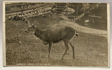 RPPC Jerry of Harrison Hot Springs BC, Deer, Vintage Photo Postcard picture