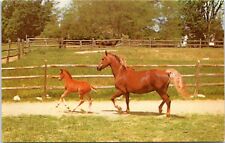 Mare and Foal on Farm - Vintage Chrome Postcard - Horses picture