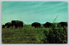 Paxico Kansas Herd of Buffalo Bison Flint Hills Thundering Hoofs Tour Postcard picture