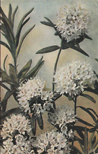 Labrador Tea Rhododendron Rocky Mountain Wildflowers 1909 Raphael Tuck Postcard picture