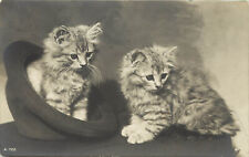 RPPC Postcard Long Haired Tabby Kittens in a Hat, Rotary Photo A-722 picture