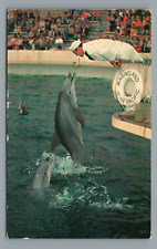 Marineland of the Pacific CA Sailor Feeding Dolphin Chrome Postcard c1966 picture