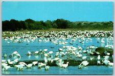 The Greater Snow Geese, Assateague Island,  Virginia, - Postcard picture