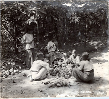 Indonesia, Vintage Print Cocoa Bean Harvest, Silver Print 1 picture