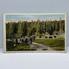 Yellowstone National Park Sightseeing Tourists And Bears Series 13054 Postcard picture