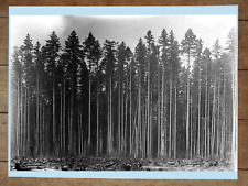 Forest in Coast Range, Siuslaw National Forest Historic Photo Poster 18x24in picture