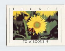 Postcard Sunflower Butterfly Escape to Wisconsin USA North America picture
