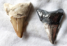 Shark Tooth 35+ Grams .999 Fine Silver Antique Polish & Real Shark Tooth Set COA picture