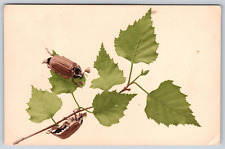 Two Beetle Bugs Insects Eating Green Leaves on Branch Postcard UNP picture