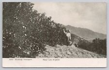 Postcard Picking Oranges Near Los Angeles, California Oscar Newman 1900s picture