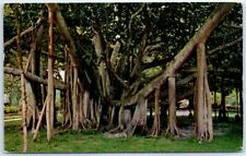 Postcard - Giant Banyan Tree in Tropical Florida picture