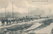 CITRONELLE AL - Going To Mill - 1907 picture