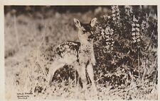 Postcard c1900's - Fawn, Unposted RPPC picture