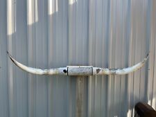 HUGE MOUNTED STEER HORNS 5 feet 6 inch wide LONGHORN POLISHED MOUNT BULL COW picture
