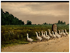 The March Home. (Geese) Vintage Photochrome by P.Z, Photochrome Zurich Photochro picture