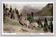 RPPC Colorized Big Horn Sheep Canadian Rockies Posted 1941 Vintage Real Photo M1 picture