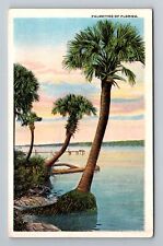 FL-Florida, Palmettos, Palm Trees at the Water, Vintage Postcard picture