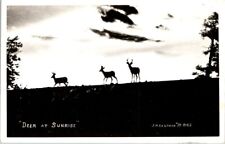 Vintage Real Photo Postcard - Deer at Sunrise photo by J.H. Eastman unposted picture