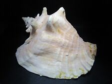 Large conch marine shell tropical 11 x 8